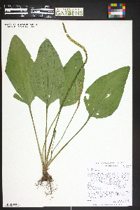 Plantago major image