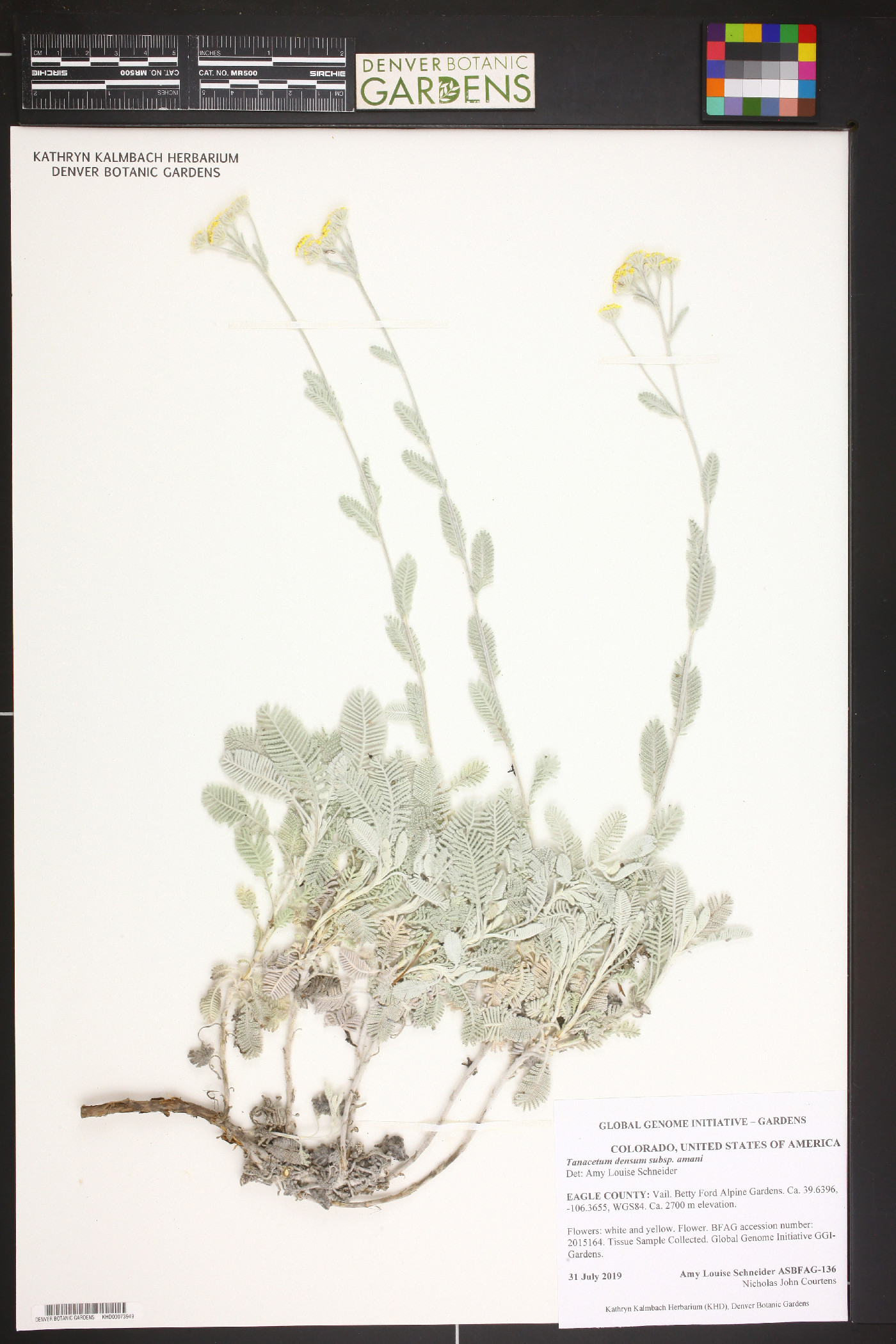 Tanacetum densum image