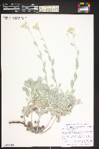 Tanacetum densum subsp. amani image
