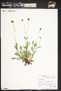 Image of Calceolaria filicaulis