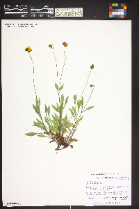 Calceolaria filicaulis image