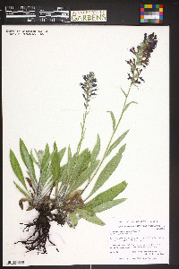 Echium amoenum image