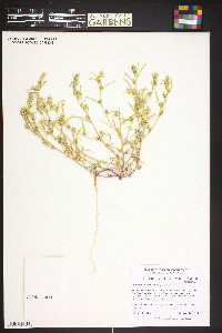 Corispermum navicula image