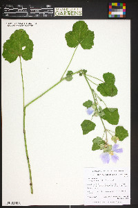 Malva moschata image