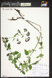 Origanum vulgare image