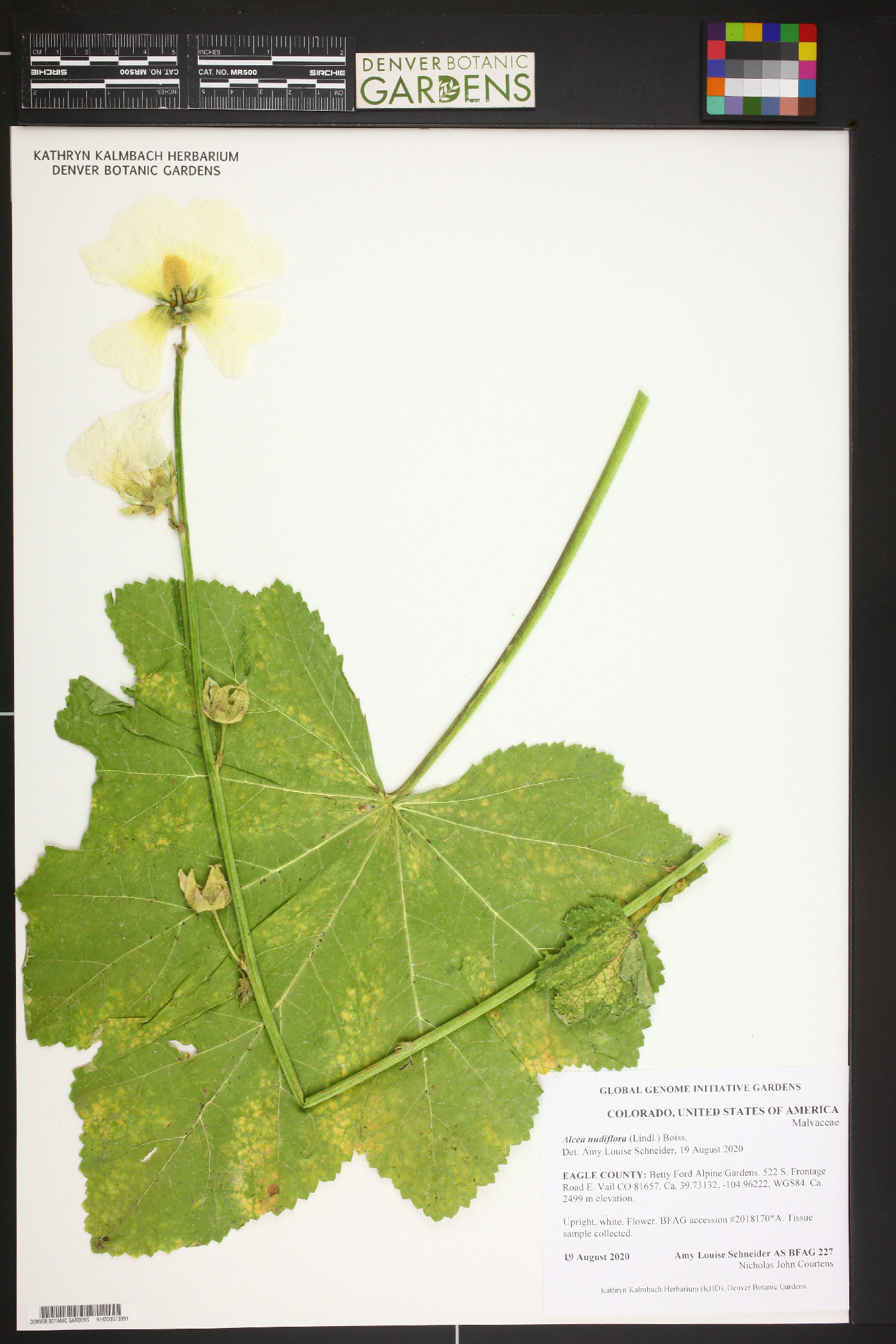 Alcea nudiflora image