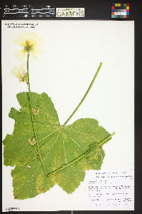 Image of Alcea nudiflora