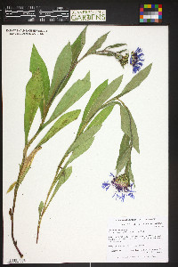 Centaurea montana image