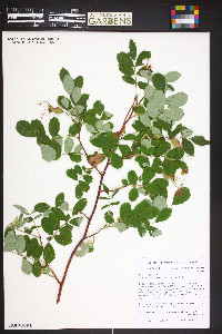 Rosa woodsii image