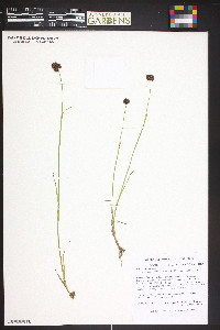 Juncus mertensianus image