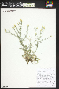 Centaurea diffusa image