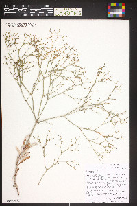 Eriogonum effusum image