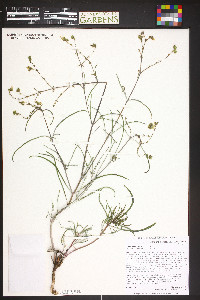 Mirabilis linearis image