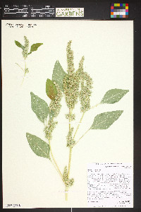 Amaranthus retroflexus image