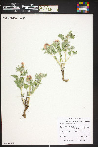 Sphaeralcea coccinea image