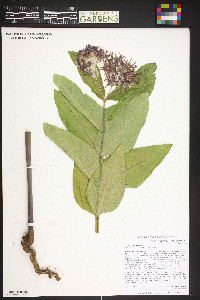 Asclepias speciosa image