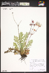 Geum triflorum image