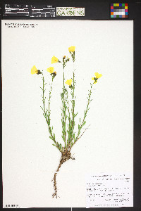 Linum campanulatum image