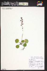 Pyrola asarifolia image