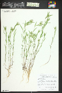 Collomia linearis image