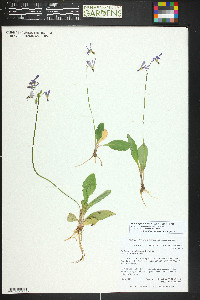 Primula pauciflora image