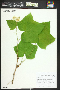 Rubus parviflorus image