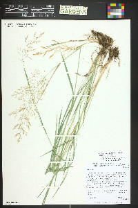 Muhlenbergia asperifolia image