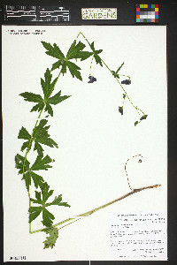 Aconitum columbianum image