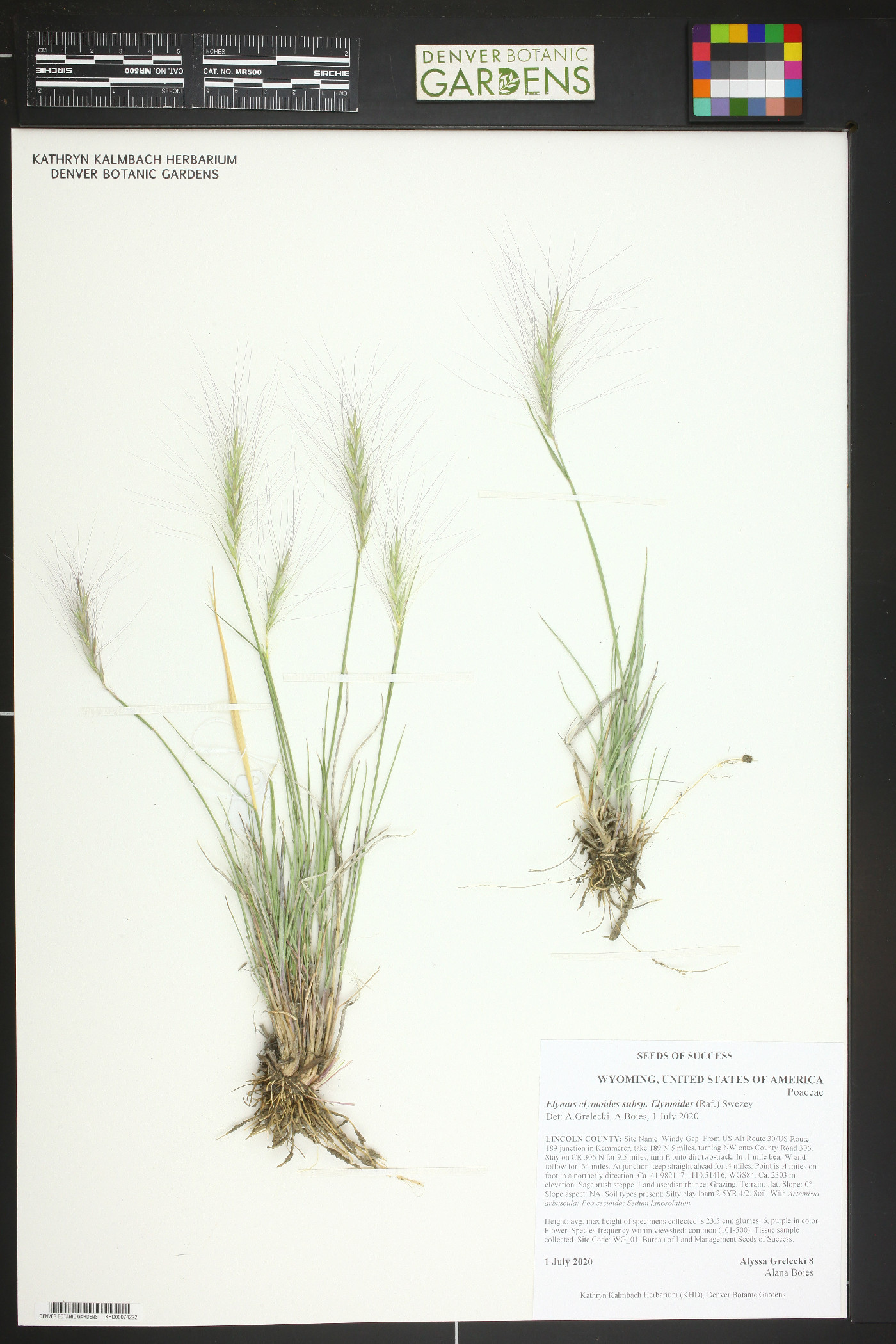 Elymus elymoides subsp. elymoides image