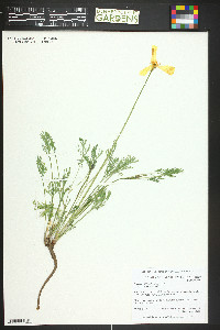 Eschscholzia californica image