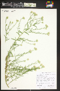 Brickellia eupatorioides image