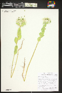 Euphorbia marginata image