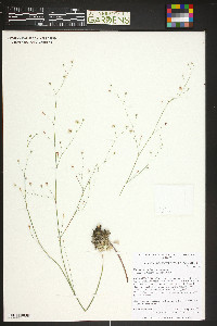 Eriogonum tenellum image