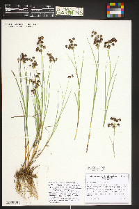 Juncus articulatus image