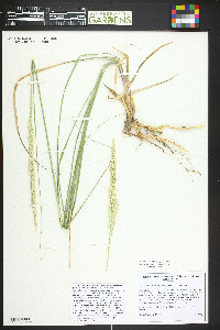 Calamovilfa longifolia image