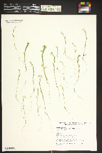 Lepidium campestre image