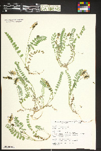 Astragalus alpinus image