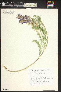 Astragalus bisulcatus image