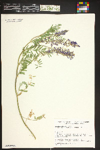 Astragalus bisulcatus image