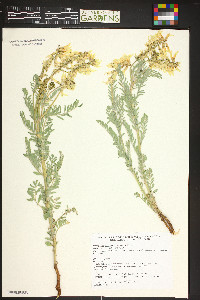 Astragalus drummondii image