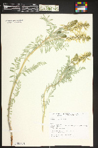 Astragalus drummondii image