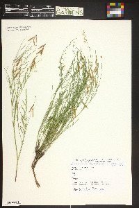 Astragalus miser image