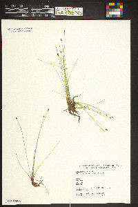 Eleocharis macrostachya image