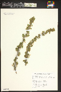 Ribes leptanthum image