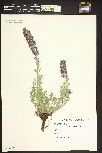 Phacelia sericea image