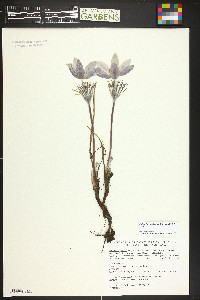 Pulsatilla patens image