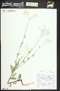 Eriogonum annuum image