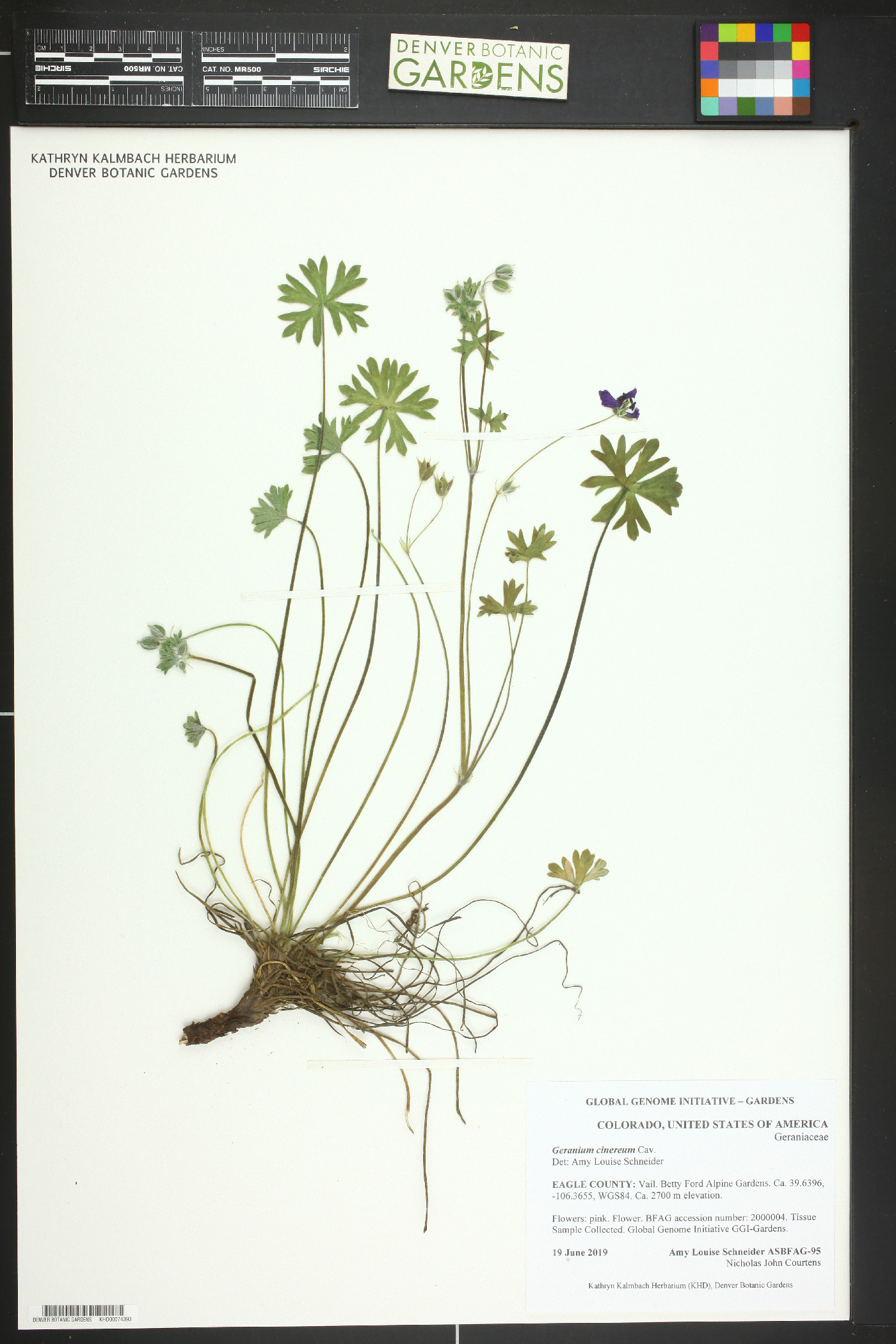 Geranium cinereum image