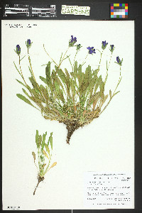 Campanula poscharskyana image