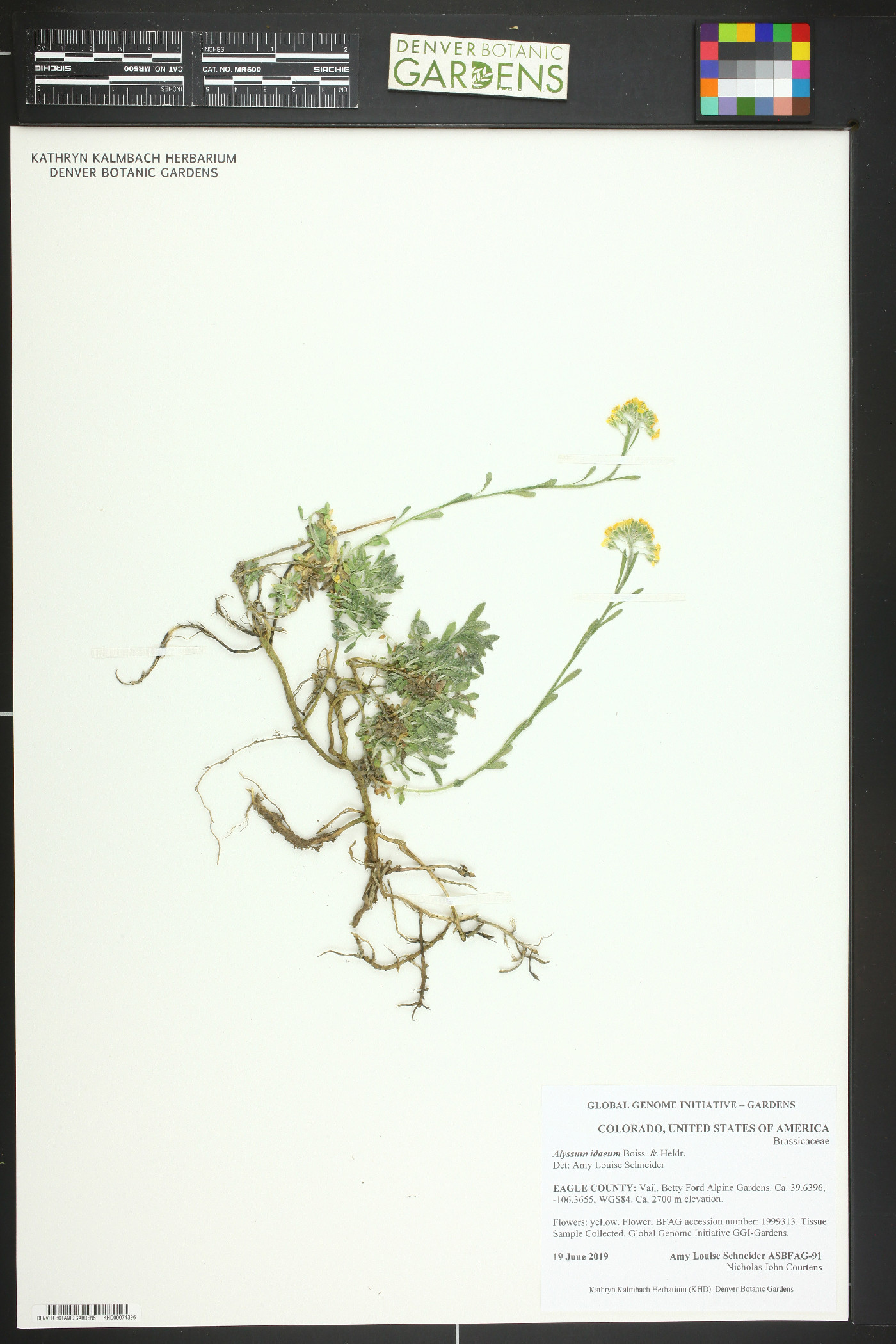 Alyssum idaeum image
